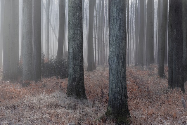 Download gratuito Modello di foto gratuito di Forest Morning Trees da modificare con l'editor di immagini online di GIMP