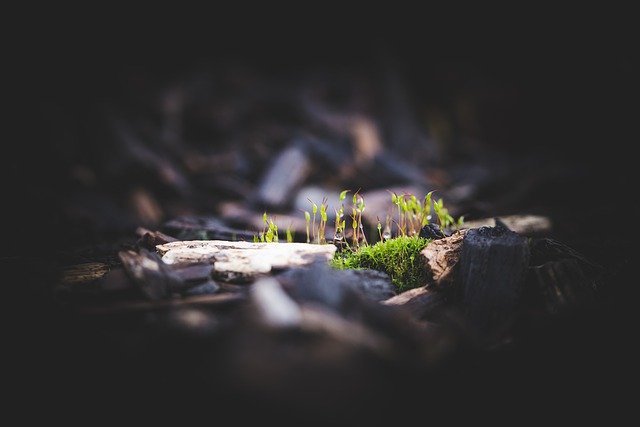 Free download forest moss lichen nature mystical free picture to be edited with GIMP free online image editor