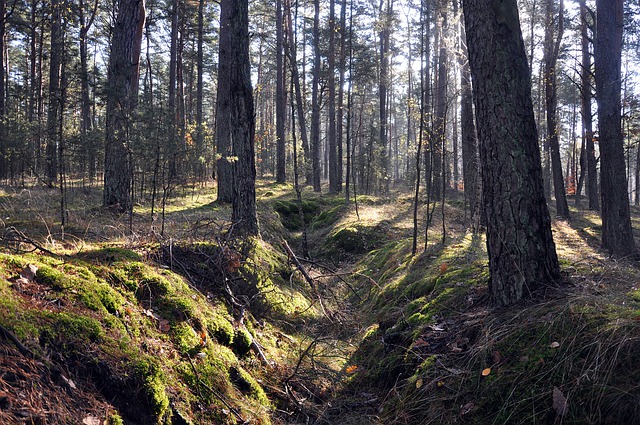 Scarica gratuitamente l'immagine gratuita di foresta natura alberi muschio pino da modificare con l'editor di immagini online gratuito GIMP