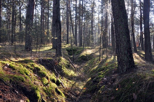 Free download forest nature trees moss pine free picture to be edited with GIMP free online image editor