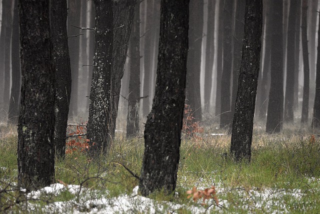 ดาวน์โหลดฟรี ป่า ธรรมชาติ ต้นไม้ ต้นไม้ สน ภาพฟรีที่จะแก้ไขด้วย GIMP โปรแกรมแก้ไขรูปภาพออนไลน์ฟรี