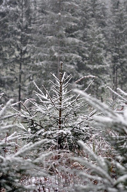 Free download forest nature trees winter free picture to be edited with GIMP free online image editor