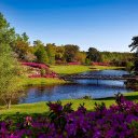 Forest of blooming flowers  screen for extension Chrome web store in OffiDocs Chromium
