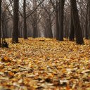 Forest of fallen leaves  screen for extension Chrome web store in OffiDocs Chromium