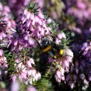 Forest of Flowers and Big Bees  screen for extension Chrome web store in OffiDocs Chromium