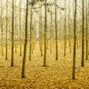 forest of golden maple leaves in late autumn  screen for extension Chrome web store in OffiDocs Chromium
