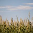 Forest of towering reeds  screen for extension Chrome web store in OffiDocs Chromium