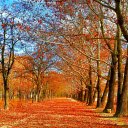 forest of vibrant red maple leaves in autumn  screen for extension Chrome web store in OffiDocs Chromium