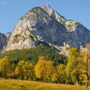 Forest of yellow leaves  screen for extension Chrome web store in OffiDocs Chromium