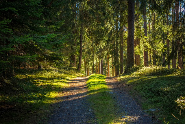 Free download forest path trees nature outdoors free picture to be edited with GIMP free online image editor