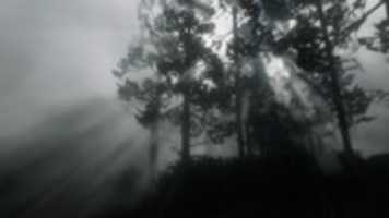 Free download Forest, Red Dead Redemption 2 Screenshot free photo or picture to be edited with GIMP online image editor