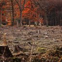Forest regeneration  screen for extension Chrome web store in OffiDocs Chromium