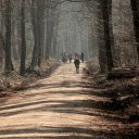 Forest Road  screen for extension Chrome web store in OffiDocs Chromium