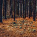 Forests and rocky grounds  screen for extension Chrome web store in OffiDocs Chromium