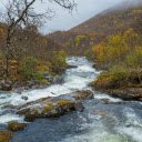 forests and streams  screen for extension Chrome web store in OffiDocs Chromium
