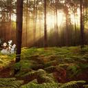 Forest Sherwood Forest Sunlight Desktop Wallp-scherm voor extensie Chrome-webwinkel in OffiDocs Chromium