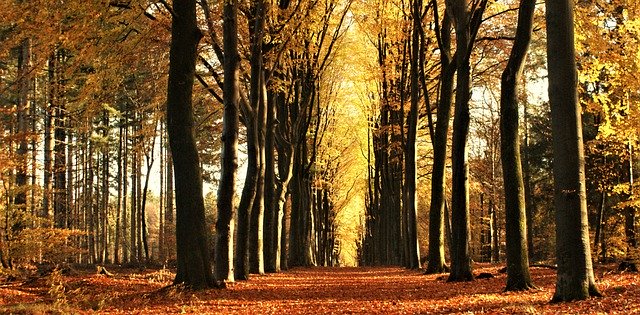 Free download forests leaves autumn colours free picture to be edited with GIMP free online image editor
