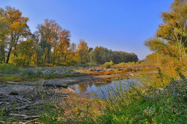 免费下载森林沼泽自然 - 使用 GIMP 在线图像编辑器编辑的免费照片或图片