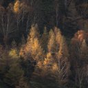 FOREST THEME  screen for extension Chrome web store in OffiDocs Chromium