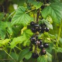 Forest trees and berries  screen for extension Chrome web store in OffiDocs Chromium