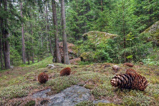 تنزيل مجاني لأشجار الغابات والصنوبر والمخروط strobilo ليتم تحريره باستخدام محرر الصور المجاني على الإنترنت GIMP