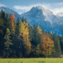 FOREST TREES THEME  screen for extension Chrome web store in OffiDocs Chromium