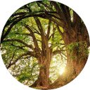 Forest Wallpaper  screen for extension Chrome web store in OffiDocs Chromium