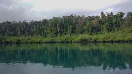 הורדה חינם של Forest Water Andaman - סרטון חינם לעריכה עם עורך וידאו מקוון של OpenShot