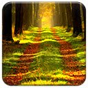 ໜ້າຈໍ Forest Way ສຳລັບສ່ວນຂະຫຍາຍຮ້ານເວັບ Chrome ໃນ OffiDocs Chromium