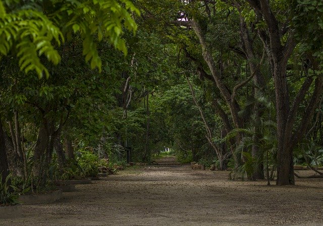 Free download forest yard venezuela park nature free picture to be edited with GIMP free online image editor