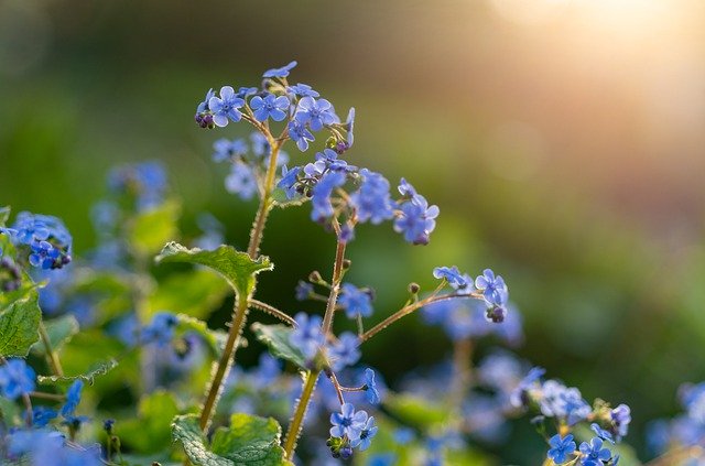 Free download forget me not flower petals leaves free picture to be edited with GIMP free online image editor