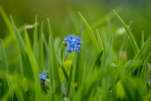 Free download forget me not flowers plant free picture to be edited with GIMP free online image editor