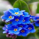 Forget me not flower wallpaper  screen for extension Chrome web store in OffiDocs Chromium