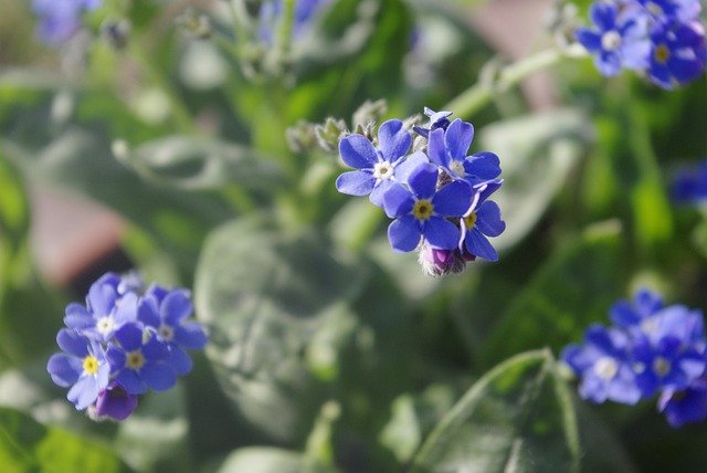 Muat turun percuma forget me nots blue flowers spring gambar percuma untuk diedit dengan GIMP editor imej dalam talian percuma