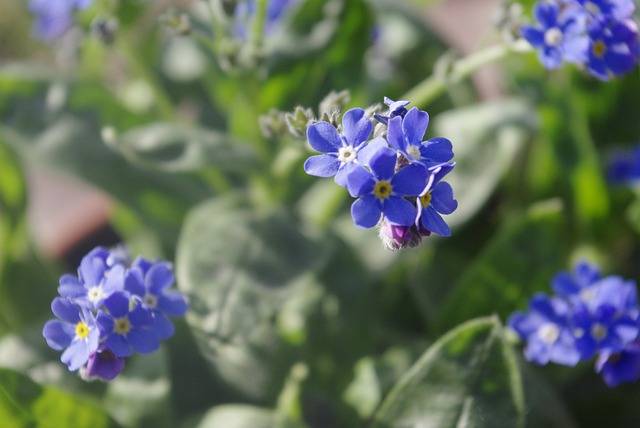 जीआईएमपी मुफ्त ऑनलाइन छवि संपादक के साथ संपादित करने के लिए नि: शुल्क डाउनलोड मुझे भूल जाओ नीले फूल वसंत मुक्त तस्वीर नहीं है