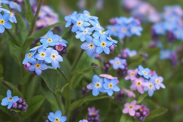 Free download forget me nots don t forget about me free picture to be edited with GIMP free online image editor