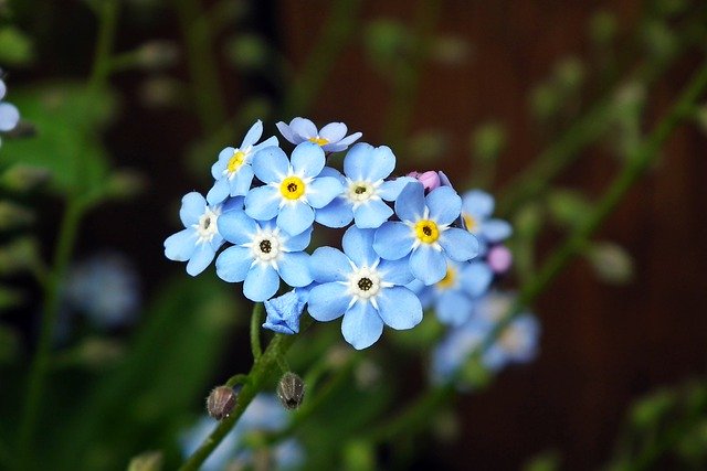 Безкоштовно завантажте незабутні квіти синя природа безкоштовне зображення для редагування за допомогою безкоштовного онлайн-редактора зображень GIMP