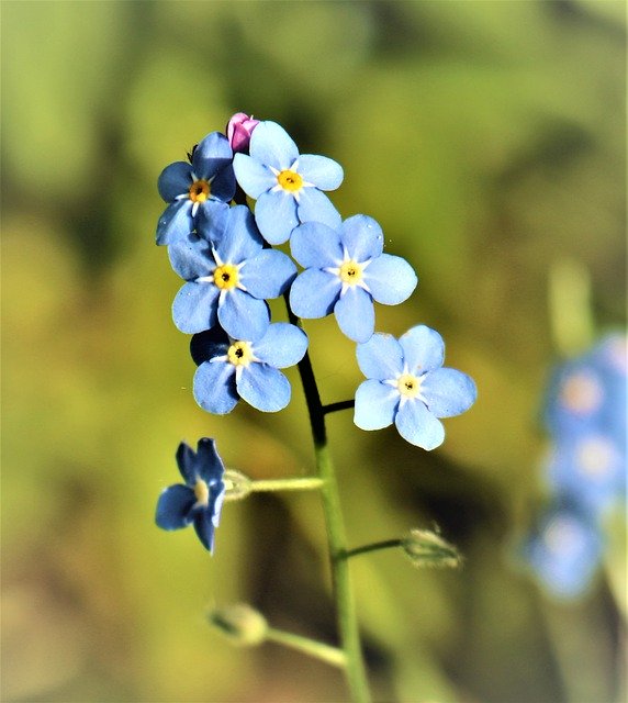 Muat turun percuma forget me not flower the smell of free picture to be edited with GIMP free online image editor