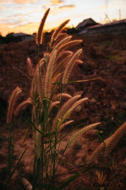 Free download fountain grass grass plant flowers free picture to be edited with GIMP free online image editor