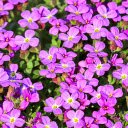 Four petaled purple flowers  screen for extension Chrome web store in OffiDocs Chromium Four petaled purple flowers  screen for extension Chrome web store in OffiDocs Chromium