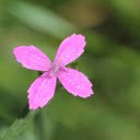 Four petal flower  screen for extension Chrome web store in OffiDocs Chromium