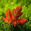 Four sided red leaves  screen for extension Chrome web store in OffiDocs Chromium