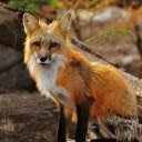 Fox  screen for extension Chrome web store in OffiDocs Chromium