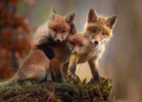 Free download fox-3707653 free photo or picture to be edited with GIMP online image editor