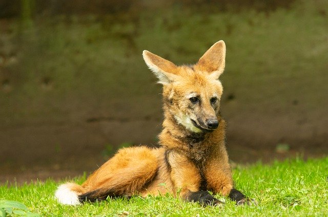Free download fox canine mammal nature mane free picture to be edited with GIMP free online image editor