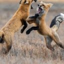 Foxes Sparring  screen for extension Chrome web store in OffiDocs Chromium