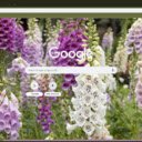 Foxglove  screen for extension Chrome web store in OffiDocs Chromium