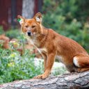 Fox in the Forest  screen for extension Chrome web store in OffiDocs Chromium