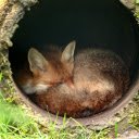 Fox in the sewer  screen for extension Chrome web store in OffiDocs Chromium