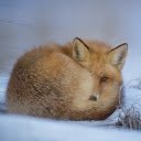 Fox sleeping in the snow  screen for extension Chrome web store in OffiDocs Chromium